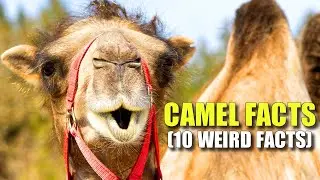 Camel 🐫 (10 FACTS You NEVER KNEW)