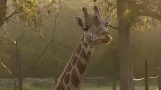 Zoofari, m&aacute;s de 40 a&ntilde;os protegiendo la vida