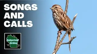 Song Sparrow Song and Call