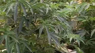 Grown under SunPlix LED grow light