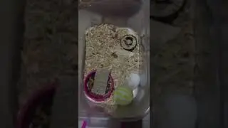 Mother hamster carrying her baby in her mouth..