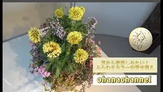 夏～秋楽しみたい！ふんわりカラーの寄せ植え♪Let's Enjoy!Summer~Autumn Flower!
