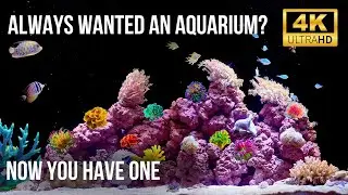 🧘&zwj;♂️ 4K Real Aquarium Live | Beautiful Fish Tank for Meditation, Sleep & Stress Relief (12h)