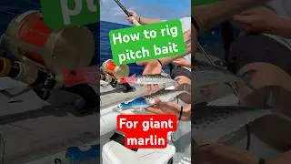 How to rig your pitch bait for Giant Blue Marlin Fishing - #fishing #fishingvideo #fishinglife