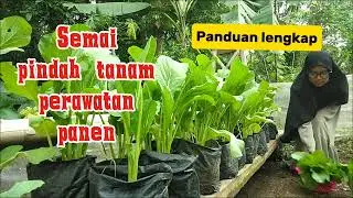 CARA MUDAH MENANAM SAWI CAISIM DI POLYBAG.ANTI GAGAL !!!