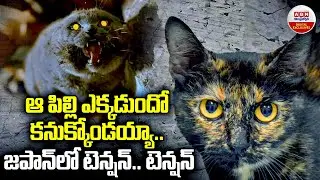 Japan on High Alert After Cat Falls into Toxic Substance Tank and Escapes | ABN Digital Exclusives