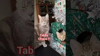Tabby Kitten & Cat Turn DIY Christmas Tree into a New Year Playground 😻 #shorts