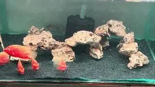 Red Spotted severum and Geophagus Redhead Tapajos Tank set up
