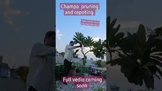 plumeria pruning and repoting #watch @The_gardening_my_life_591  #pruning #plumeria #champa