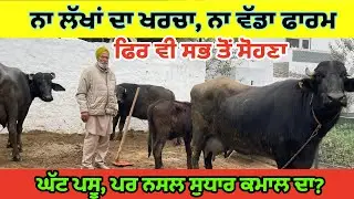 ਨਾ ਲੱਖਾਂ ਦਾ ਖਰਚਾ, ਨਾ ਵੱਡਾ ਫਾਰਮ!ਫਿਰ ਵੀ ਸਭ ਤੋਂ ਸੋਹਣਾ||ਘੱਟ ਪਸ਼ੂ, ਪਰ ਨਸਲ ਸੁਧਾਰ ਕਮਾਲ ਦਾ||