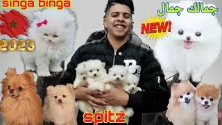 زيارة مفاجأة عند المولوع حسام🏆احسن🎖 الكلاب #spitz 🐩جمالك جمال🤍 تبارك الرحمن  🤲المليح 👌ديال الغابة 😱