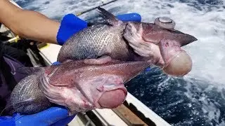 【都市伝説】ゴブリンシャークの孫？釣れたての人面深海魚の味はいかに？