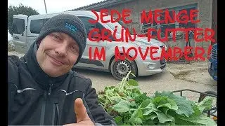 Sooo viel Gr&uuml;nfutter im November!