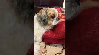 Bank loan..#shorts #funny#dog#comedy