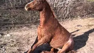 Curly Horse Horse | Picture Ideas Of Horses