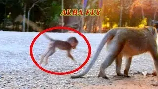 NEW BABY ALBA FLYING FOLLOW MOM ANNA | ANNA SLOW DOWN WAIT BABY ALBA