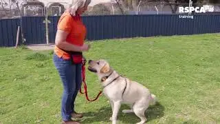 FREE DOG TRAINING SERIES &ndash; Lesson 1  how to teach your dog to sit and drop