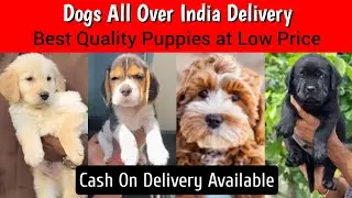 📌 Dogs All Over India Delivery 🚚 Best Quality Dogs ✅