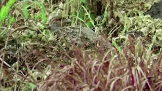 Gray Partridge - (Perdix perdix) -  Moving Across Short Grass and Hiding in Plain Sight