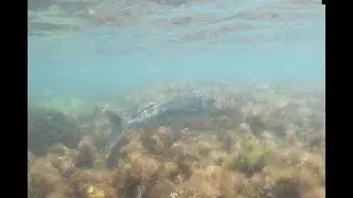 Mettams Pool Dusky Morwong 2019-12-12