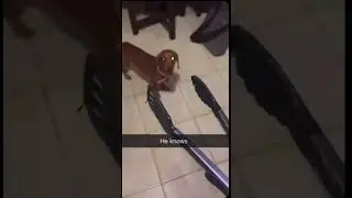 Sausage dogs&hellip; Dachshund edition&hellip; funny
