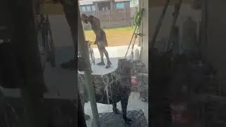 My Cane Corso Doesn&rsquo;t Enjoy This Texas Heat At All. 😰😅