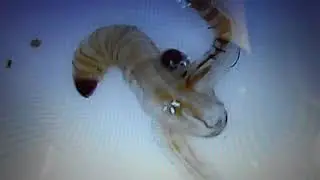 Moth Fly Larvae