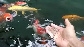 Momongan