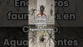M&aacute;s entomofauna en Calvillo, Ags #entomofauna #aracnidos #insectos #calvillo #fyp #shorts #biologo