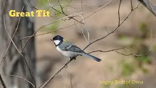 Great Tit Bird Song Video: China Nature Sounds