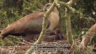 Hadeda Ibis with 3 chicks in the nest