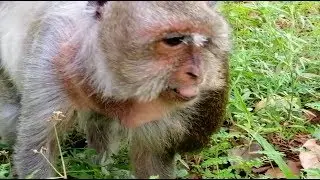 Alpha Female Tima Very Hard To Find Food, Pity Mama Tima Hungry No Some Food To Eat