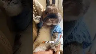 Tiny Rabbit, Big Personality &ndash; Meet the Netherland Dwarf!