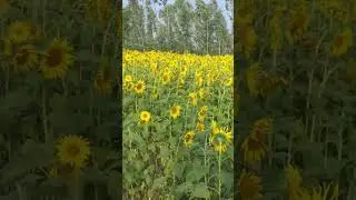 sunflower#bhupalpally #entertainment#ytshort #shorts #trending#dance #viral #sccl2022 #youtubeshorts