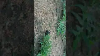 Insects Fight Caught on Camera