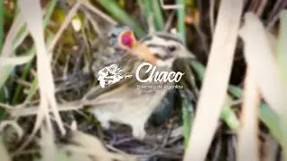 Quedate en Casa - Pajaros - Instituto de Turismo del Chaco