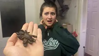GIANT TARANTULA VS GIRLFRIEND PRANK *SHE CRIED*...
