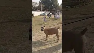 Gajab ka Dog 🐕#bareilly #russianbreed #russian #siberianbreed #dogshow#bareilly