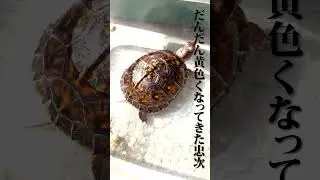 【トウブハコガメ】忠次の日常 #boxturtle #turtle #ハコガメ