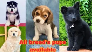 All breed's pups available | All dog breed's available