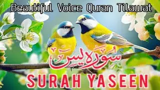 Surah Yaseen | Surah Al Yaseen in beautiful voice 🥰.