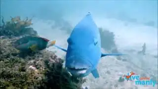 Learn to Dive Your Way
