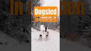 A great day with our siberian husky dogs #dogsled #mushing #winter #husky