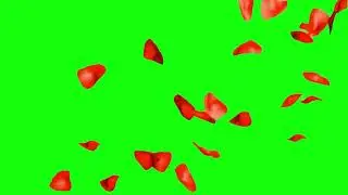 Falling flower petals Green screen
