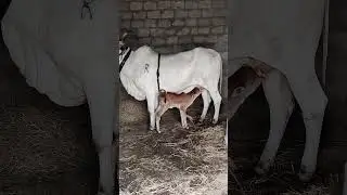 Ongole cow #Gir cows# 8754495310