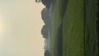 Golden Hour Magic: Peacock And Birds in the Green Fields 🦚✨