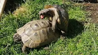 Funny Tortoises Mating. His lil face is just too funny. Name ideas in comments?