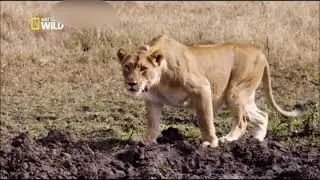 Les Lions et Leur Combat pour la Survie   Documentaire Animalier