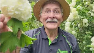60 Seconds with John: Snowball Tree Viburnum Opulus Sterile