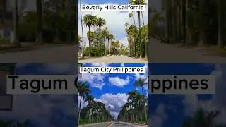 Palm Tree Lined Streets #palmtrees #beverlyhills #tagumcity #tagum